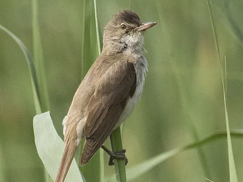 Great Reed Warbler
