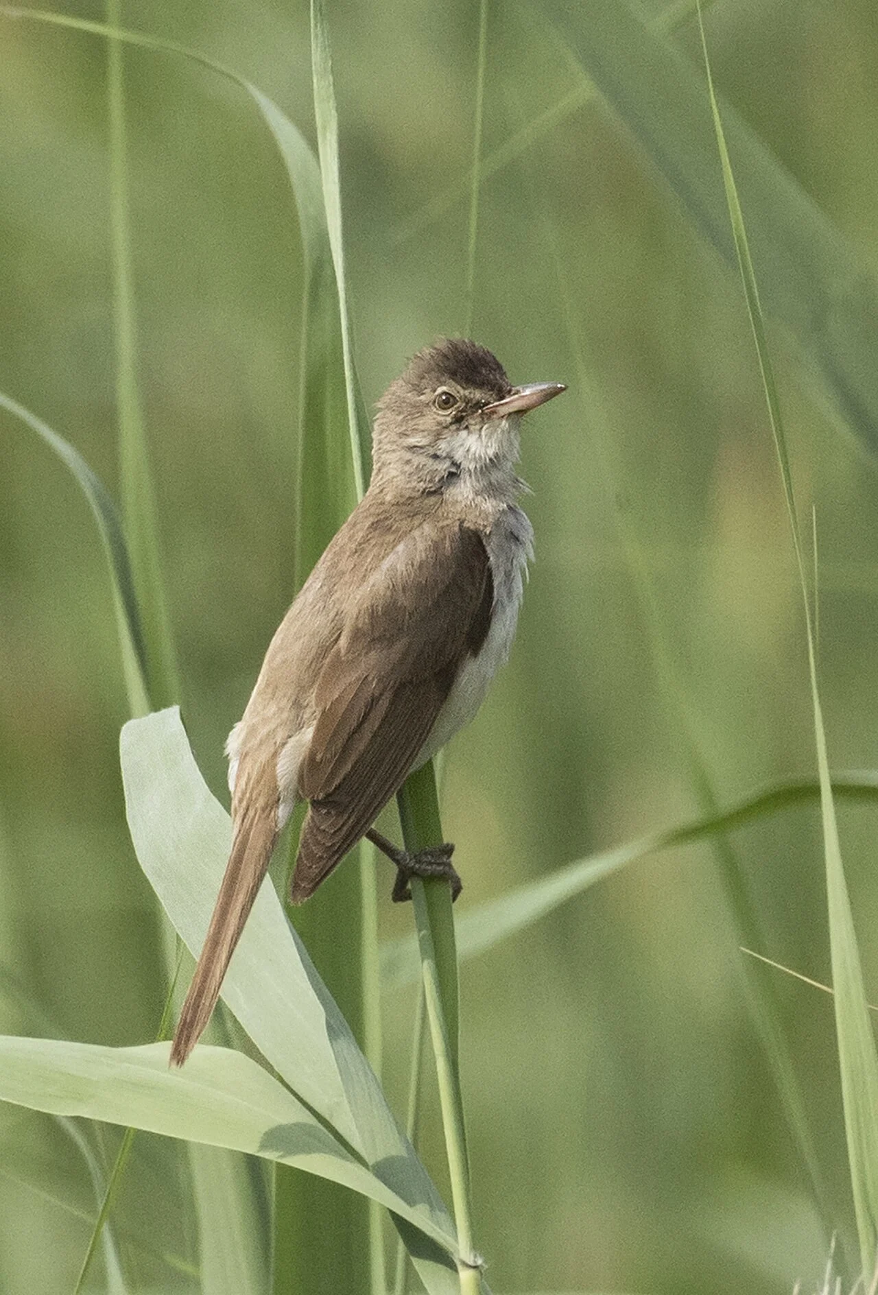 Great Reed Warbler