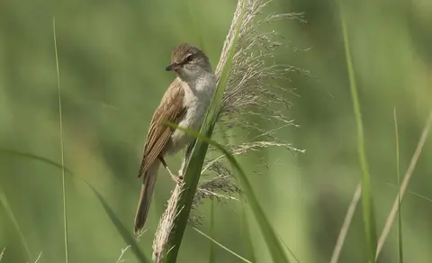 Great Reed Warbler (Acrocephalus arundinaceus) — photo 3 of 6