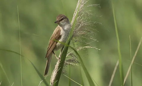 Great Reed Warbler