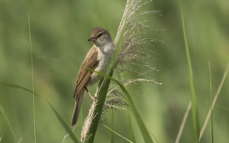 Great Reed Warbler (Acrocephalus arundinaceus) — photo 3 of 6