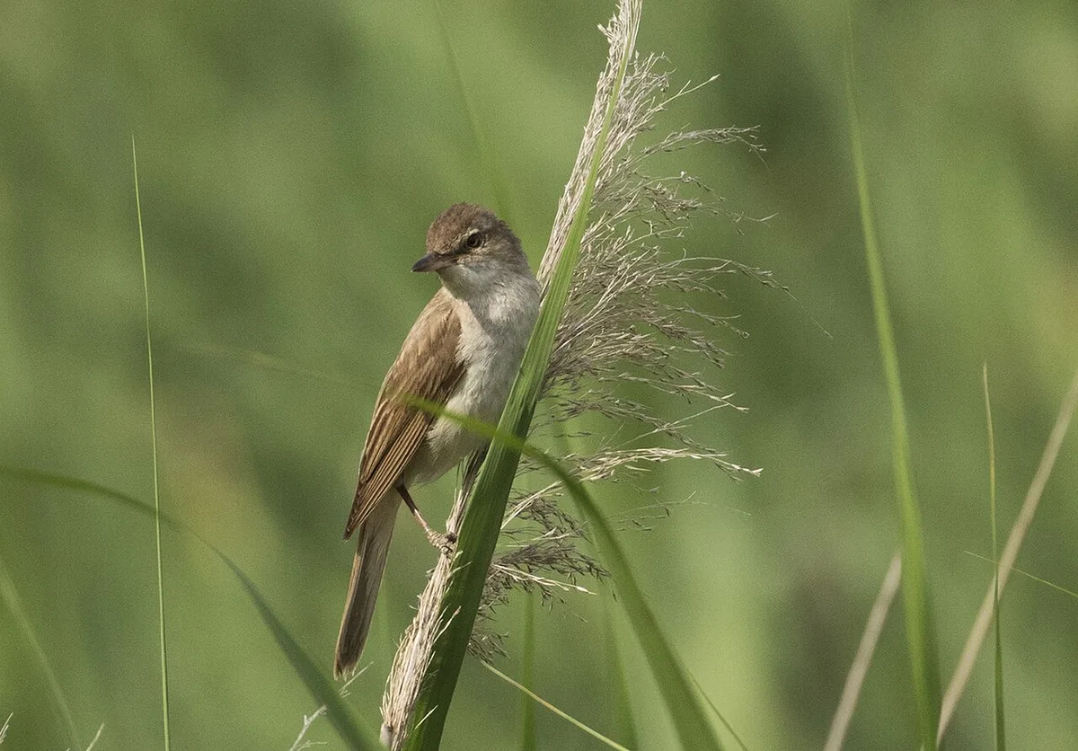 Great Reed Warbler