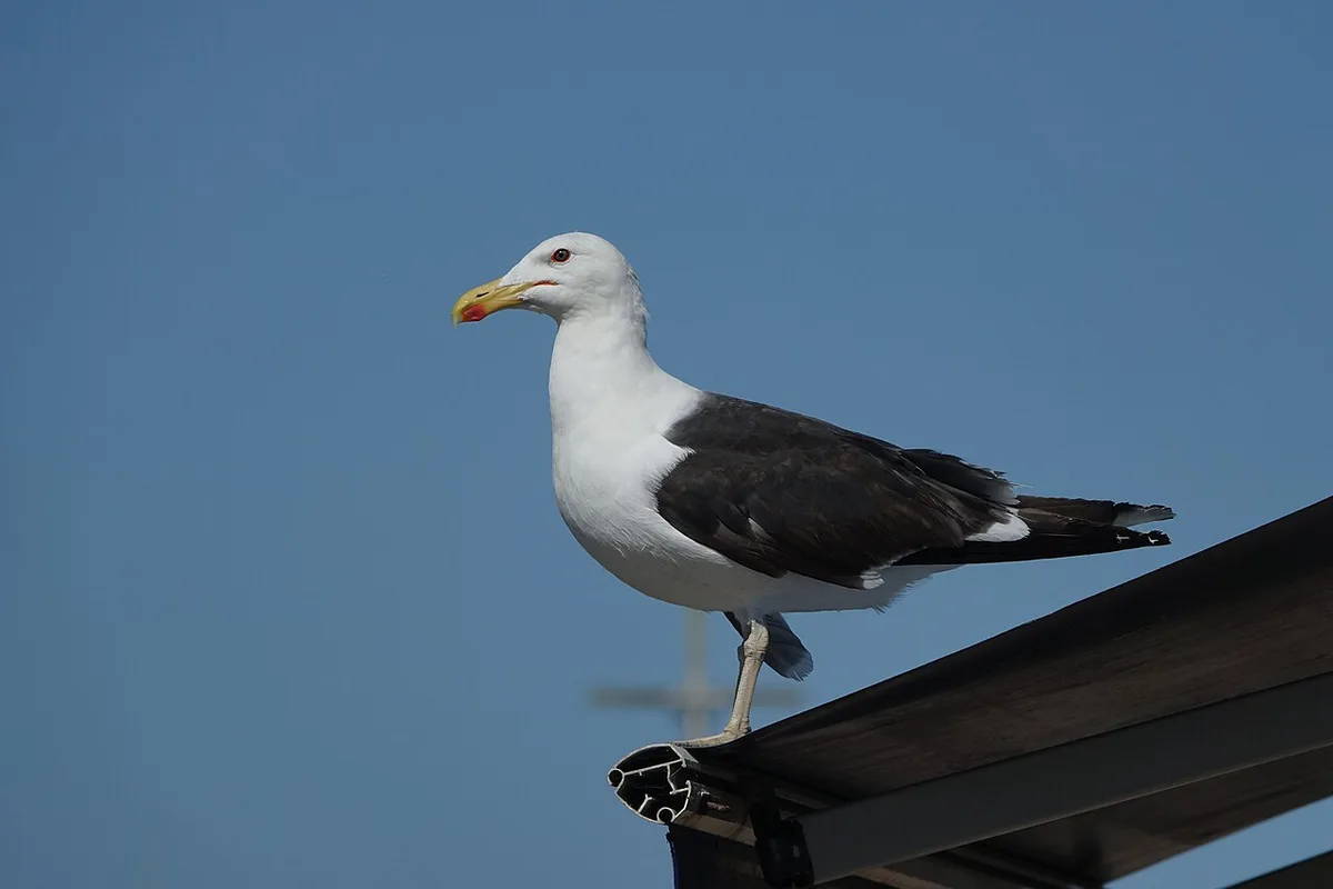 Great Black-backed Gull (Larus marinus) — photo 4 of 6
