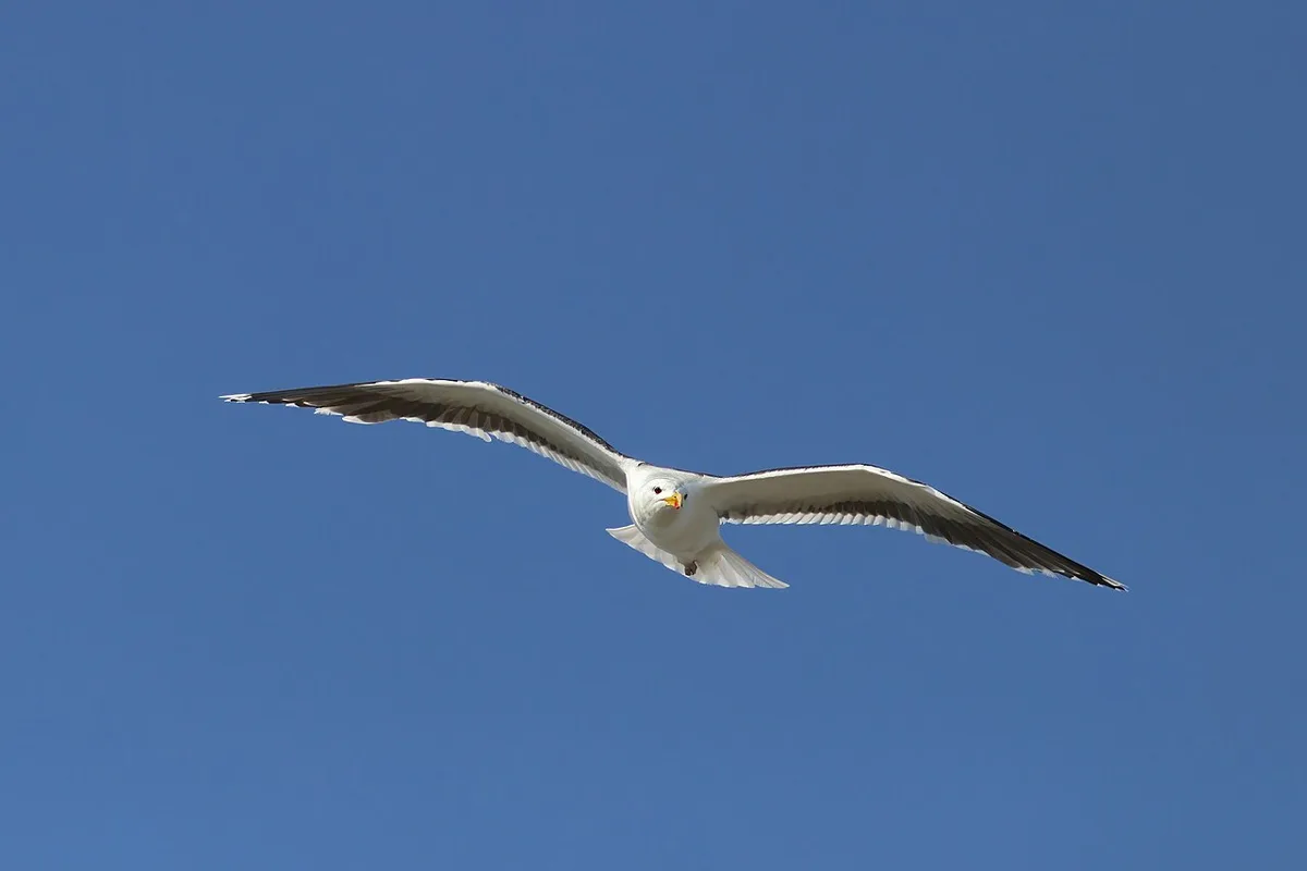 Great Black-backed Gull (Larus marinus) — photo 5 of 6