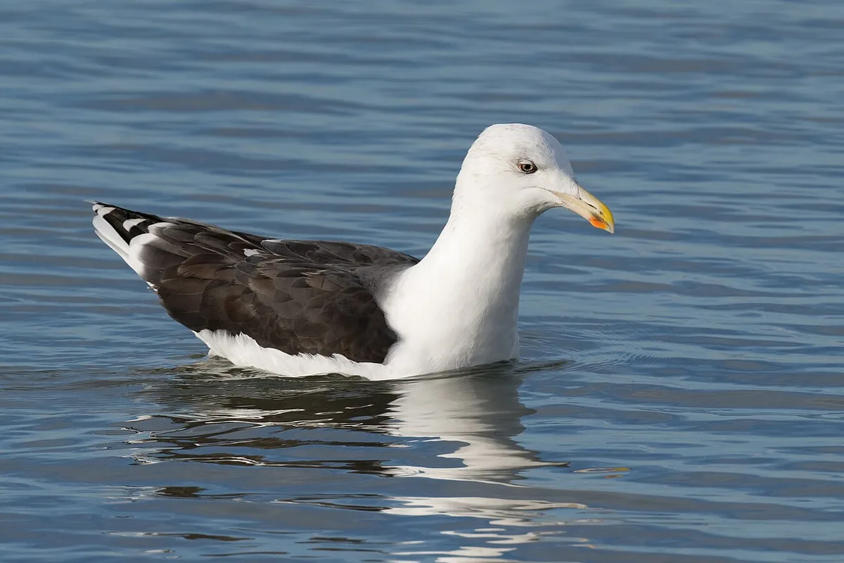 Great Black-backed Gull (Larus marinus) — photo 6 of 6
