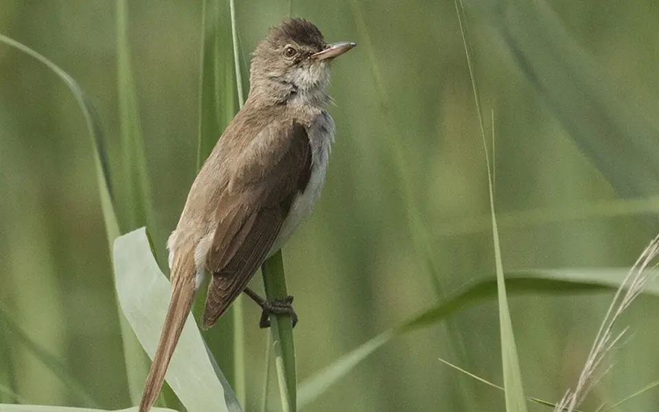 Great Reed Warbler (Acrocephalus arundinaceus) — photo 4 of 6