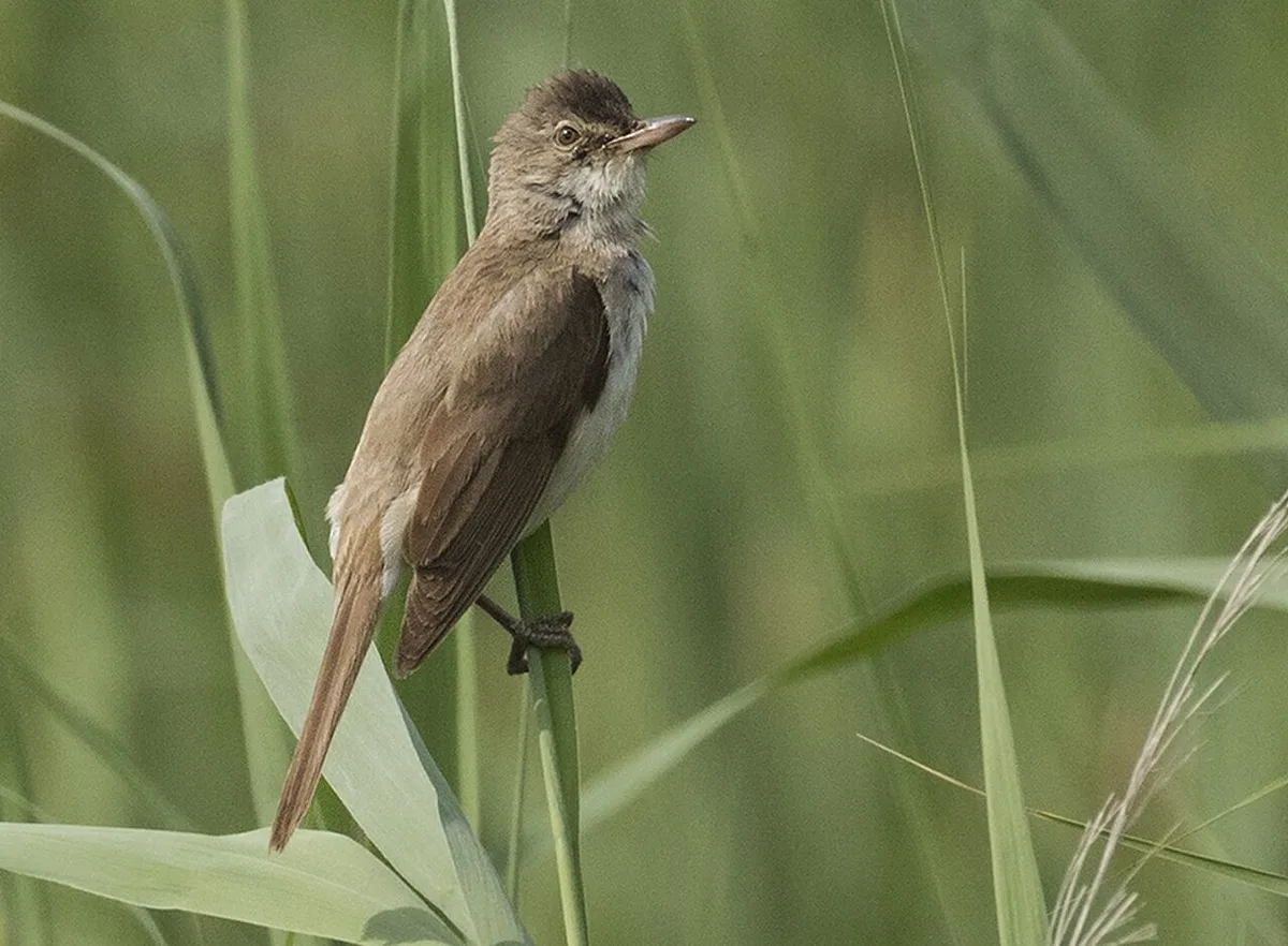Great Reed Warbler