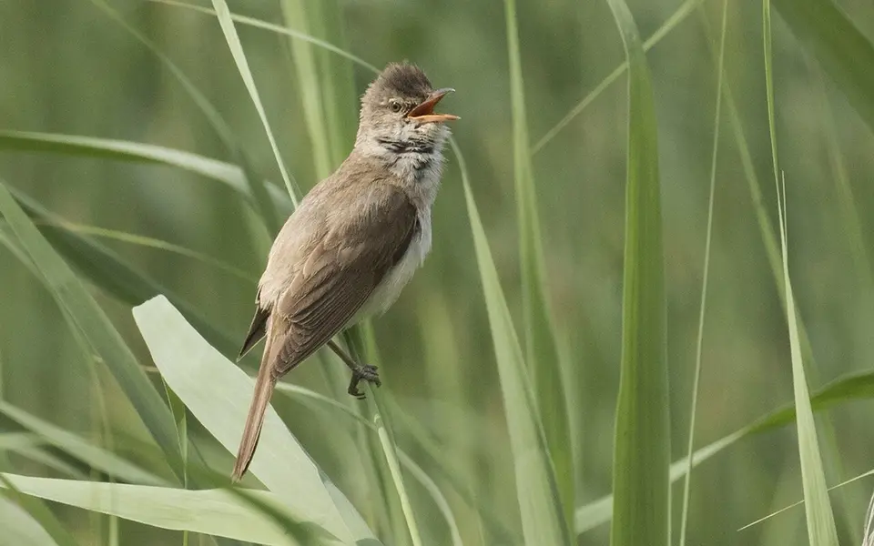 Great Reed Warbler (Acrocephalus arundinaceus) — photo 6 of 6