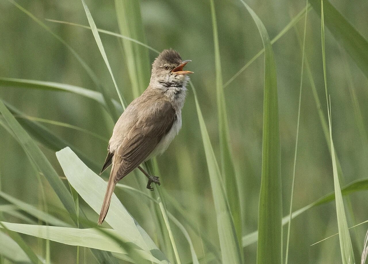 Great Reed Warbler