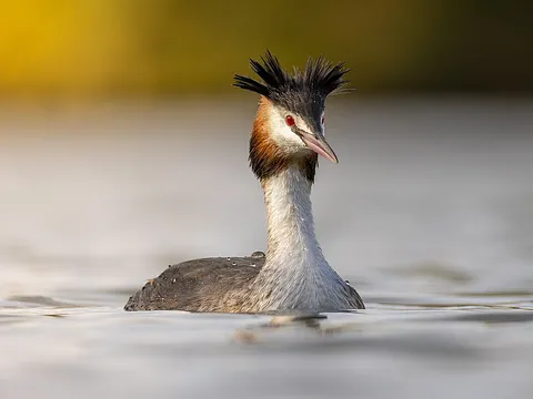 Great Crested Grebe
