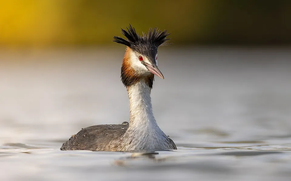 Great Crested Grebe (Podiceps cristatus) — photo 1 of 5