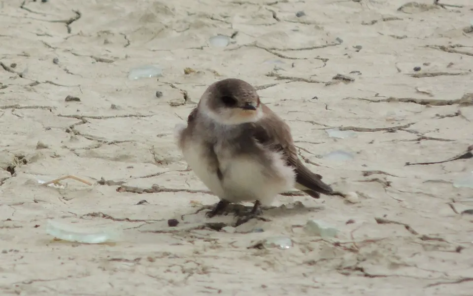 Pale Martin (Riparia diluta) — photo 2 of 3