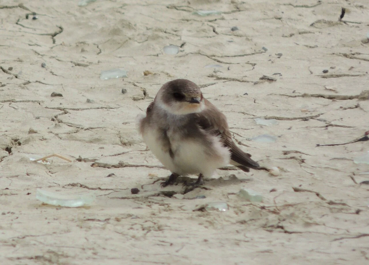 Pale Martin (Riparia diluta) — photo 2 of 3
