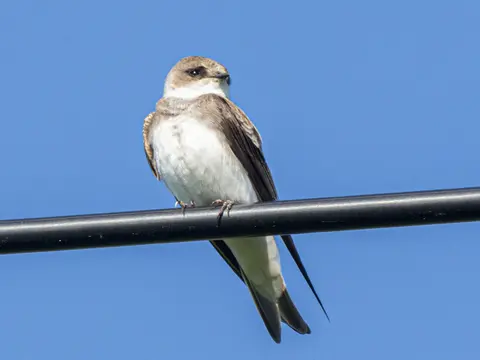 Pale Martin