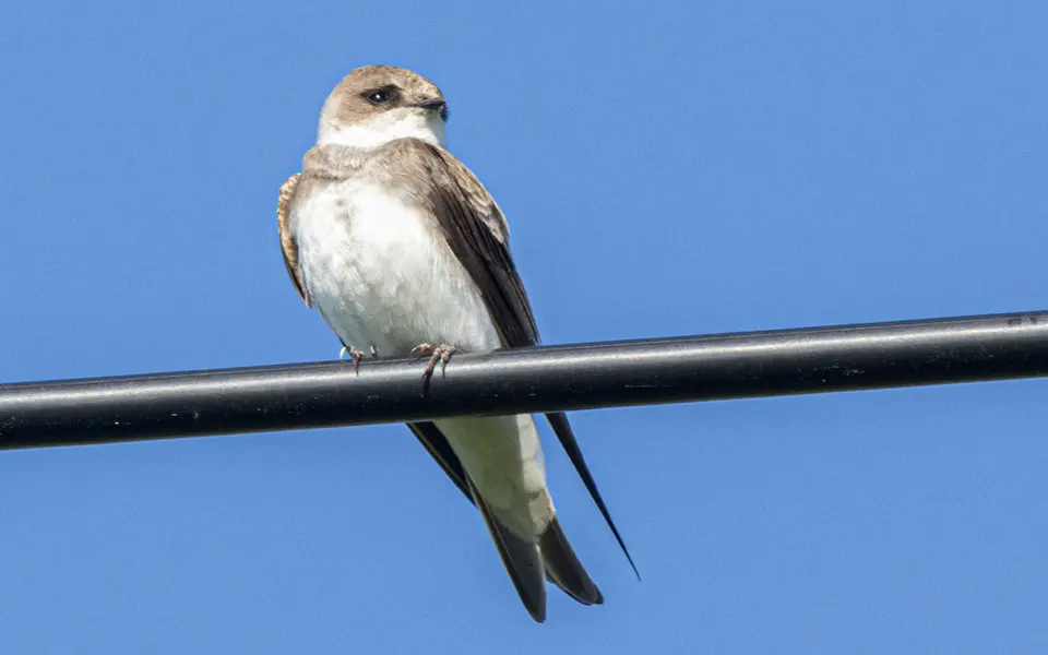 Pale Martin (Riparia diluta) — photo 1 of 3