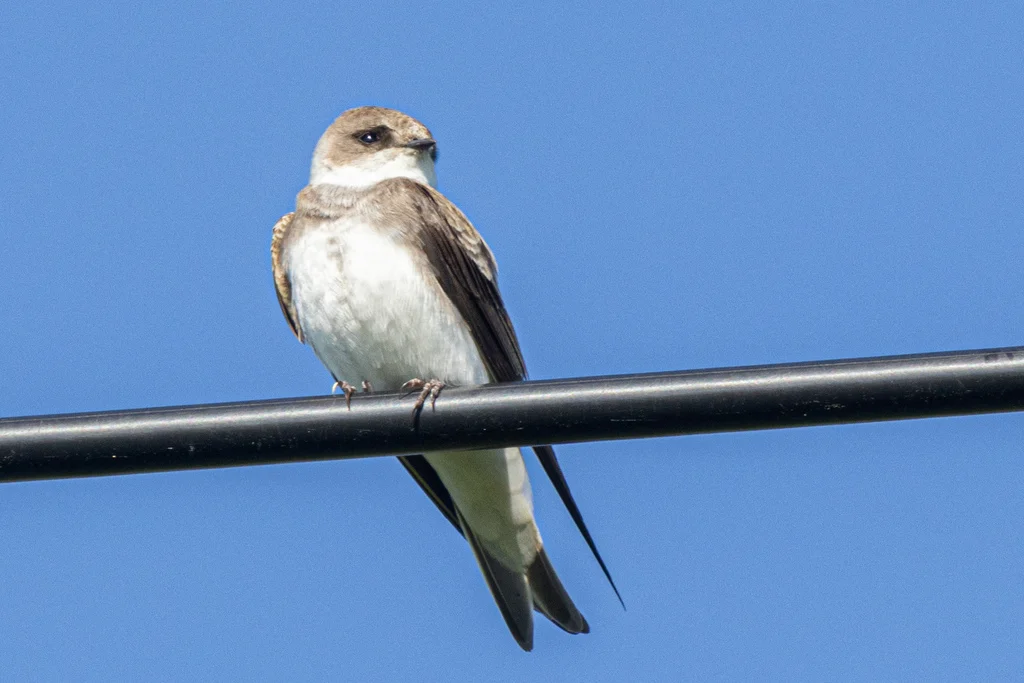 Pale Martin (Riparia diluta) — photo 1 of 3