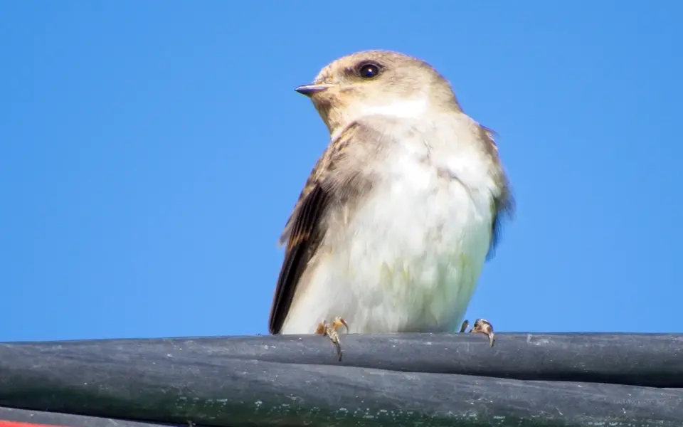 Pale Martin (Riparia diluta) — photo 3 of 3