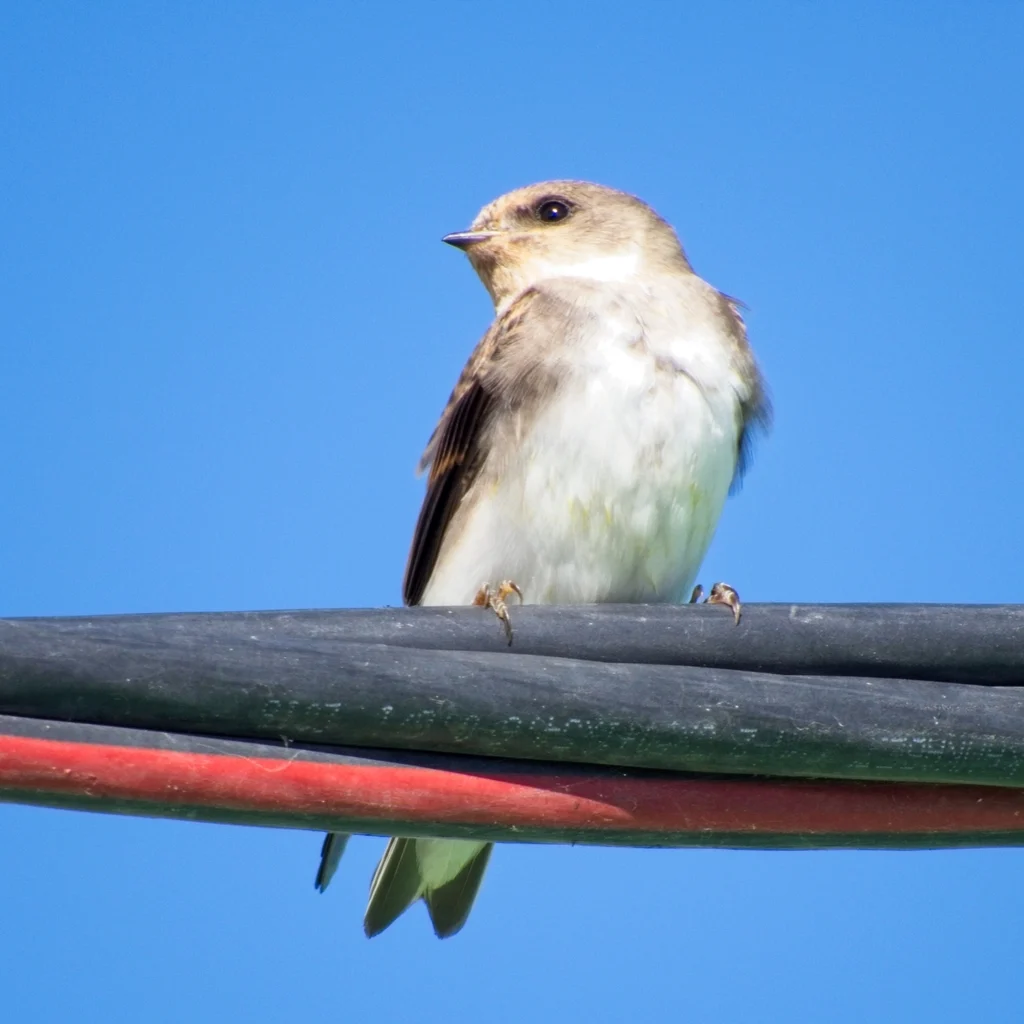 Pale Martin (Riparia diluta) — photo 3 of 3