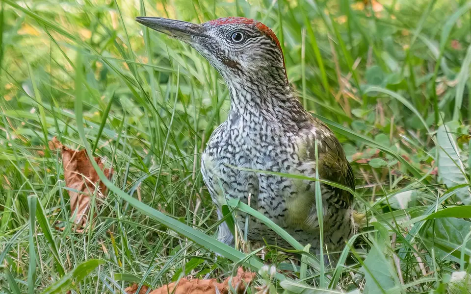 European Green Woodpecker (Picus viridis) — photo 4 of 4