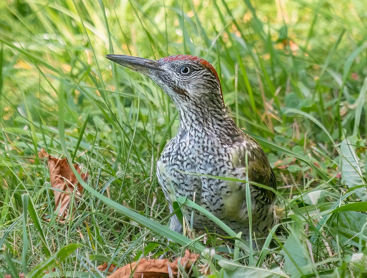 European Green Woodpecker