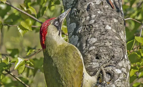European Green Woodpecker