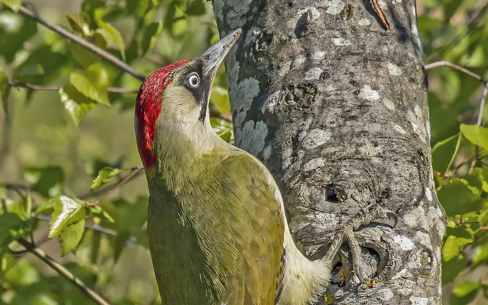 European Green Woodpecker (Picus viridis) — photo 2 of 4