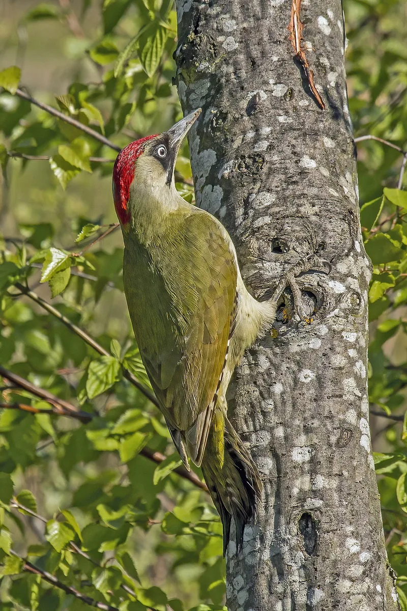 European Green Woodpecker