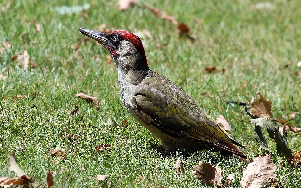 European Green Woodpecker
