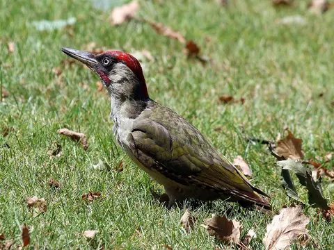European Green Woodpecker