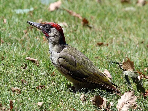 European Green Woodpecker