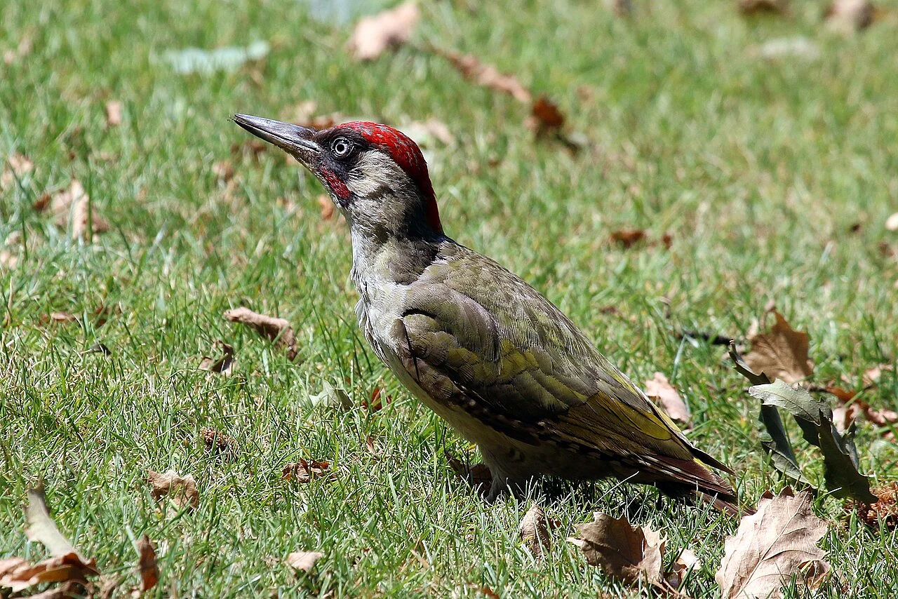 European Green Woodpecker