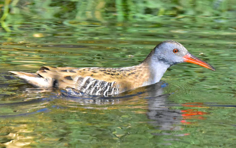 Water Rail (Rallus aquaticus) — photo 2 of 6