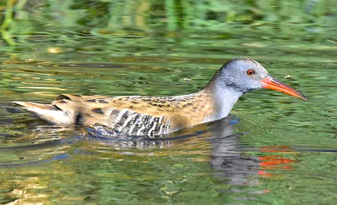 Water Rail (Rallus aquaticus) — photo 2 of 6
