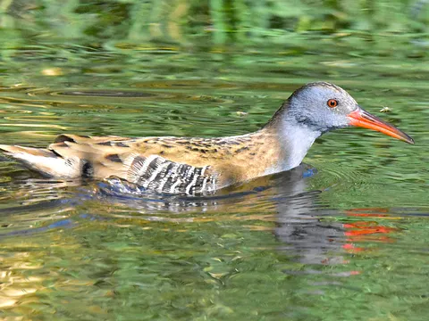 Водяной пастушок
