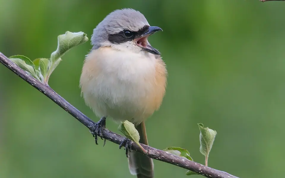 Long-tailed Shrike (Lanius schach) — photo 3 of 8