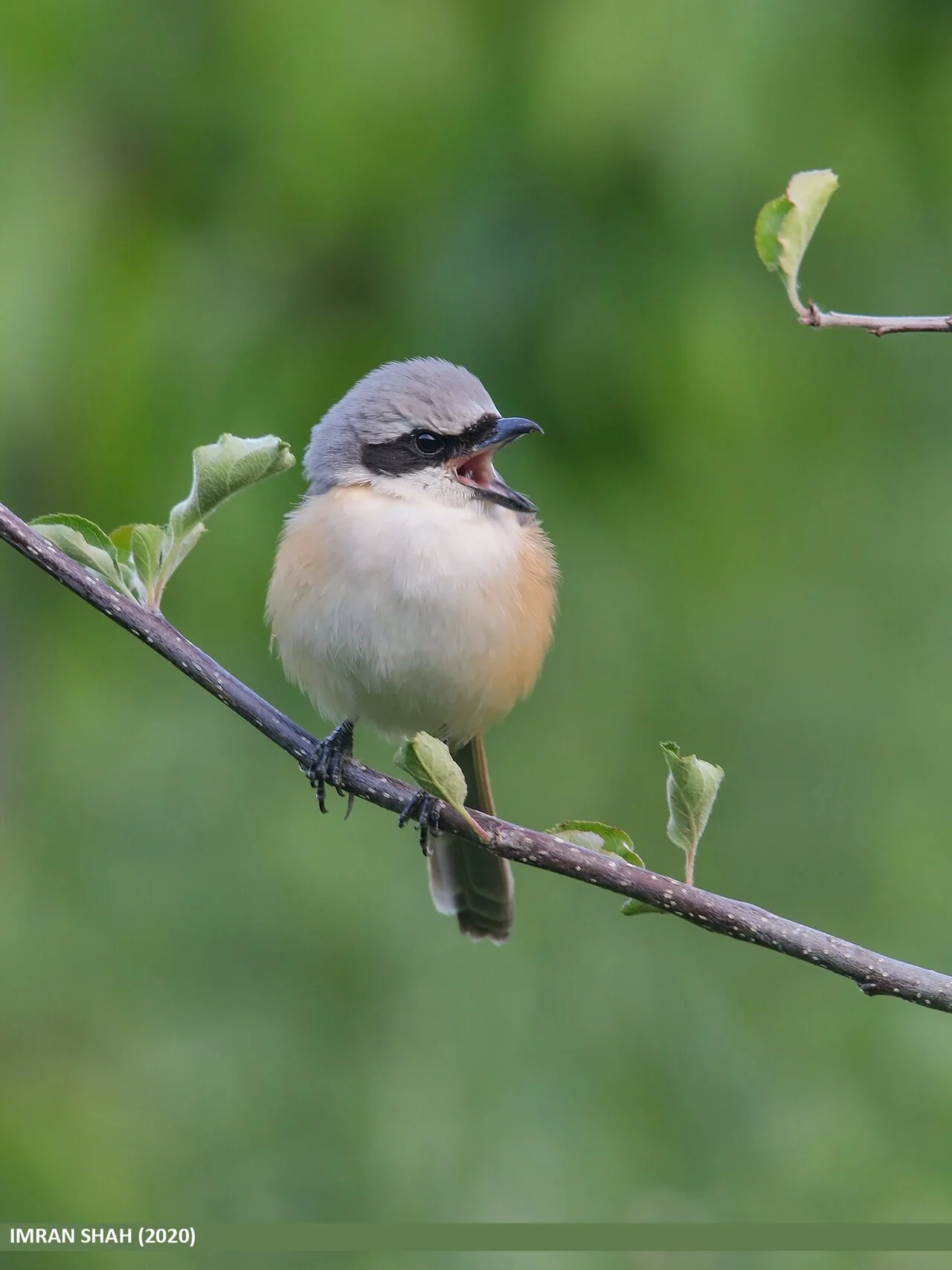 Long-tailed Shrike (Lanius schach) — photo 3 of 8