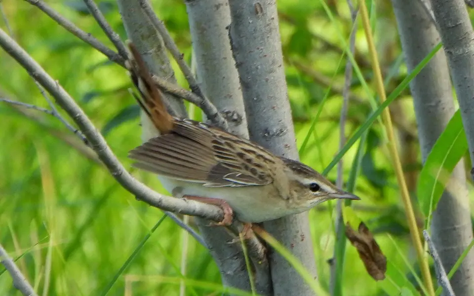 Pallas's Grasshopper Warbler (Locustella certhiola) — photo 4 of 4