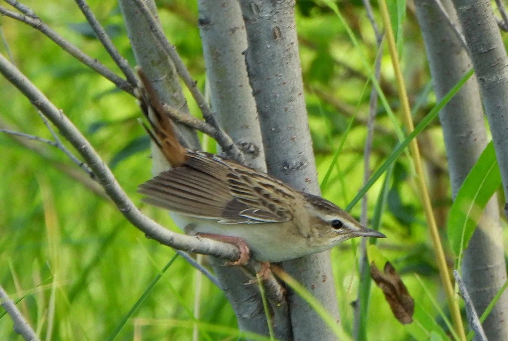 Pallas's Grasshopper Warbler (Locustella certhiola) — photo 4 of 4