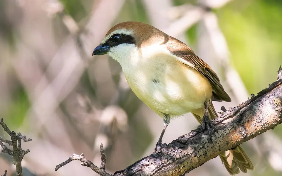Brown Shrike (Lanius cristatus) — photo 6 of 8