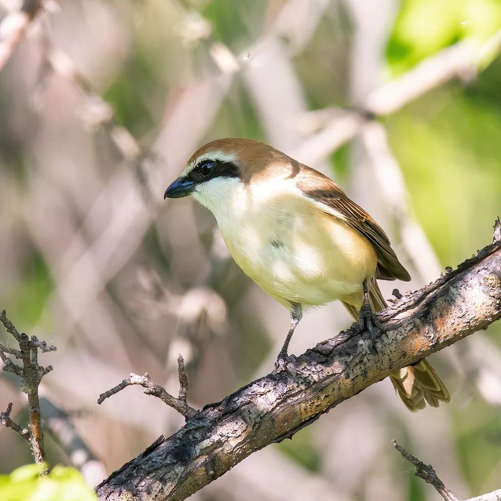 Brown Shrike (Lanius cristatus) — photo 6 of 8