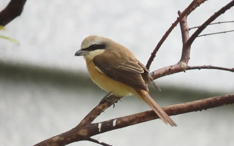 Brown Shrike (Lanius cristatus) — photo 7 of 8