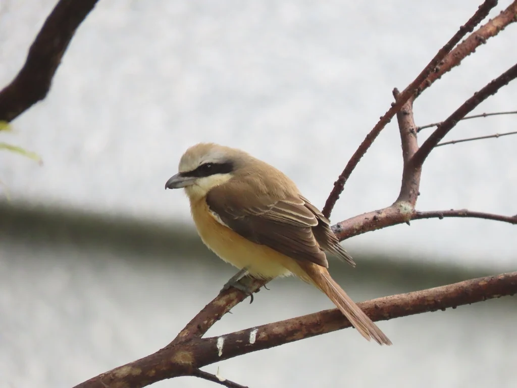 Brown Shrike (Lanius cristatus) — photo 7 of 8
