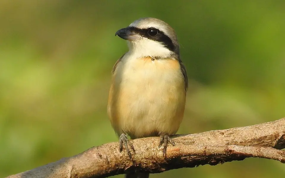 Brown Shrike (Lanius cristatus) — photo 8 of 8