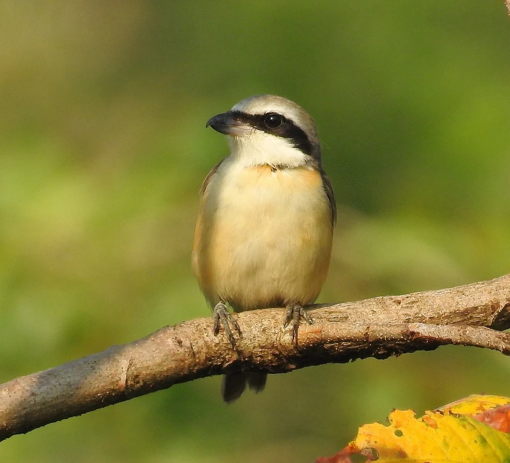 Brown Shrike (Lanius cristatus) — photo 8 of 8