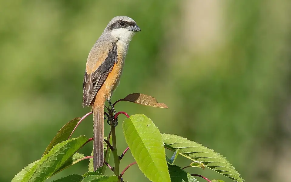 Long-tailed Shrike (Lanius schach) — photo 4 of 8
