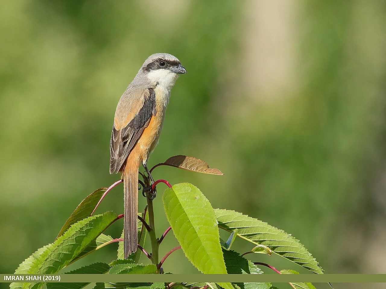 Long-tailed Shrike (Lanius schach) — photo 4 of 8