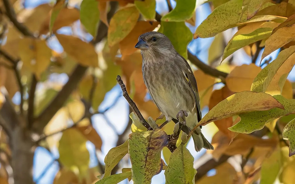 Eurasian Siskin (Spinus spinus) — photo 4 of 5