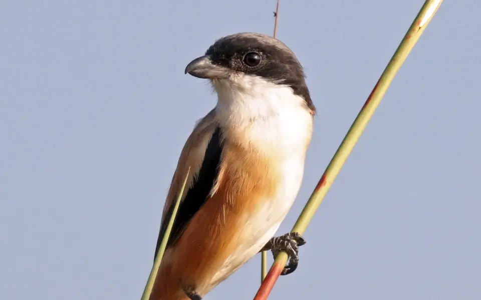 Long-tailed Shrike (Lanius schach) — photo 5 of 8