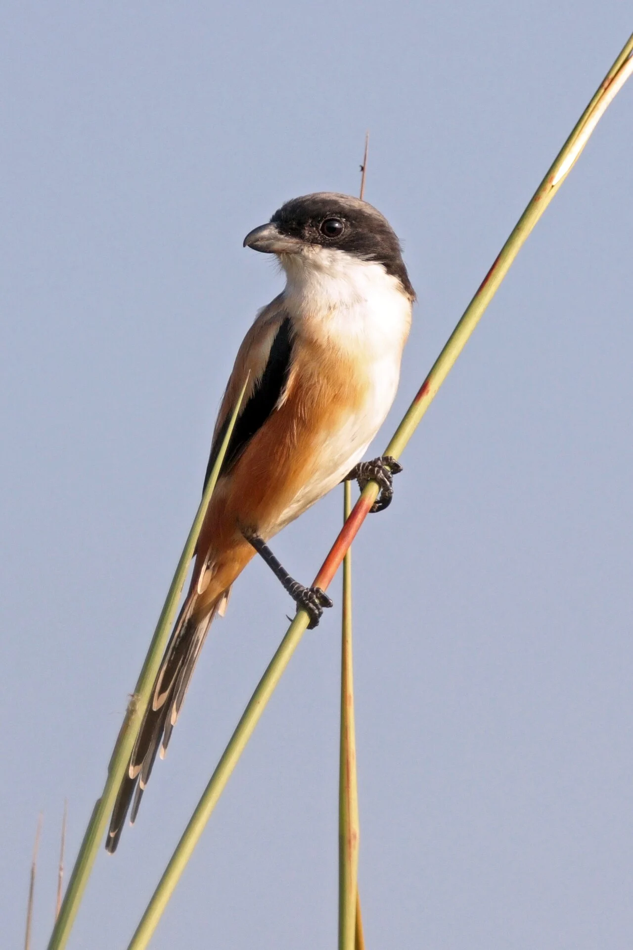 Long-tailed Shrike (Lanius schach) — photo 5 of 8