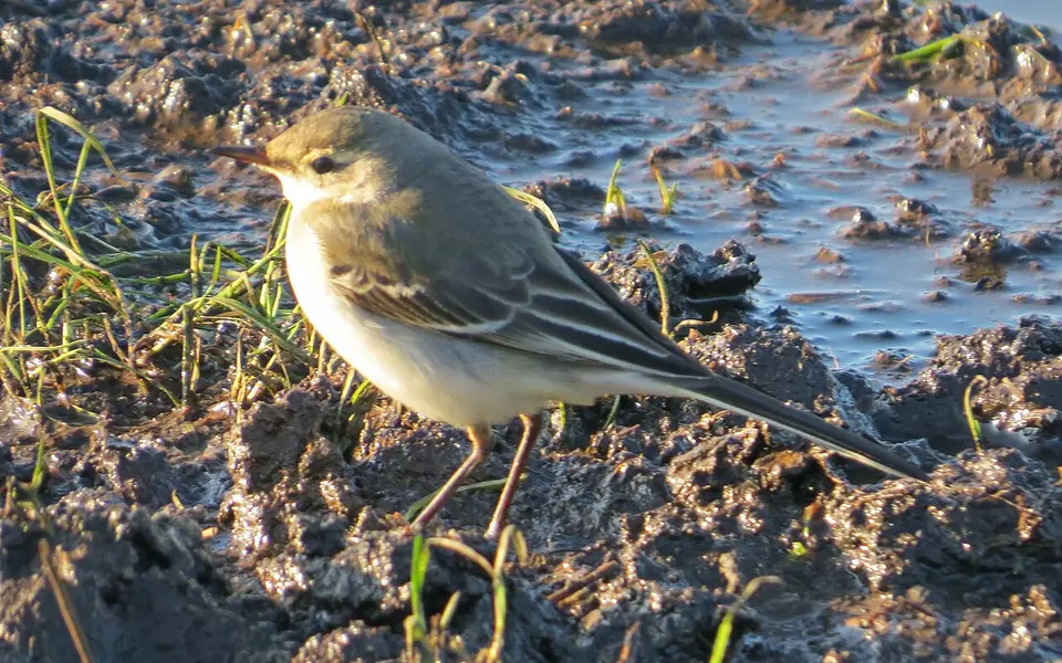 Eastern Yellow Wagtail (Motacilla tschutschensis) — photo 2 of 4